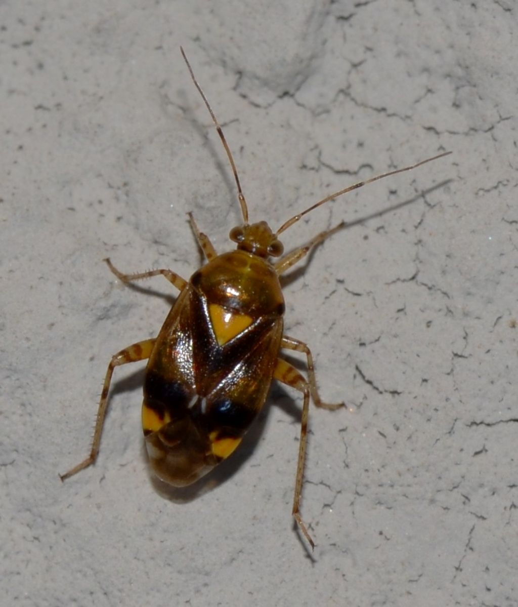 Miridae: Liocoris tripustulatus della Toscana (GR)